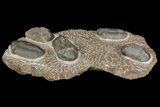 Plate With Five, Five Large Struveaspis Trilobites - Jorf, Morocco #174195-1